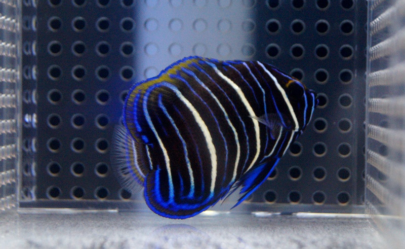 アデヤッコ幼魚