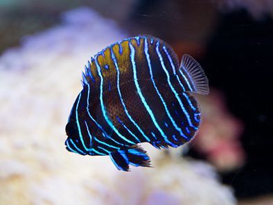 イナズマヤッコ幼魚