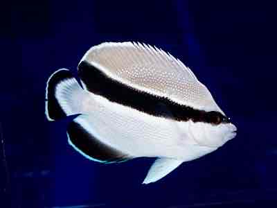 ブラックバンディッドエンゼル