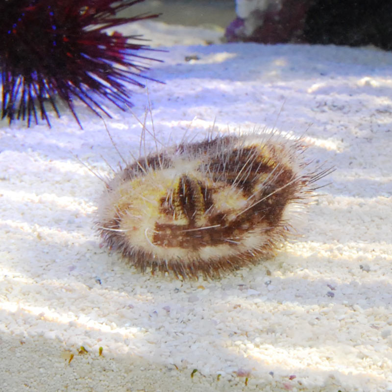 オニヒメブンブク