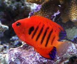 フレームエンゼル