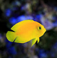 ヘラルドヤッコ