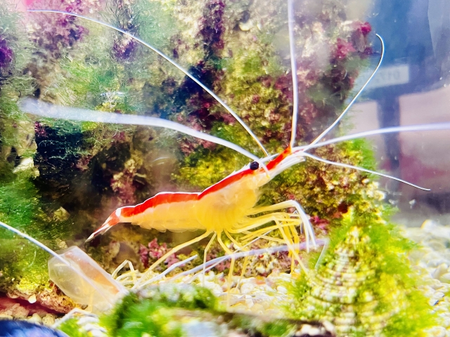 クリーナー生体のススメ