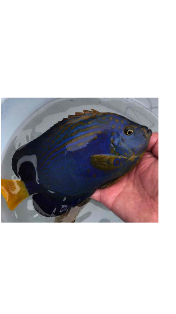 アカネキンチャクダイ