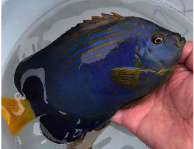 魚の交雑種～他の生き物との違い