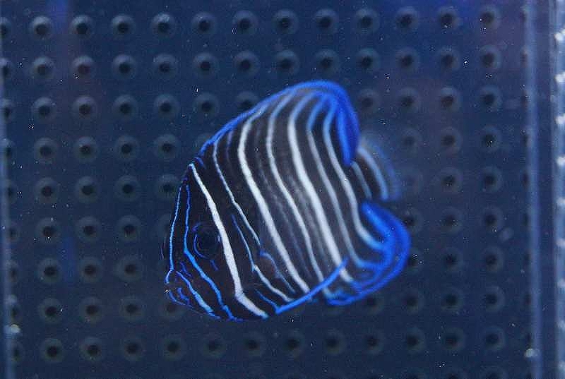 ロクセンヤッコ幼魚