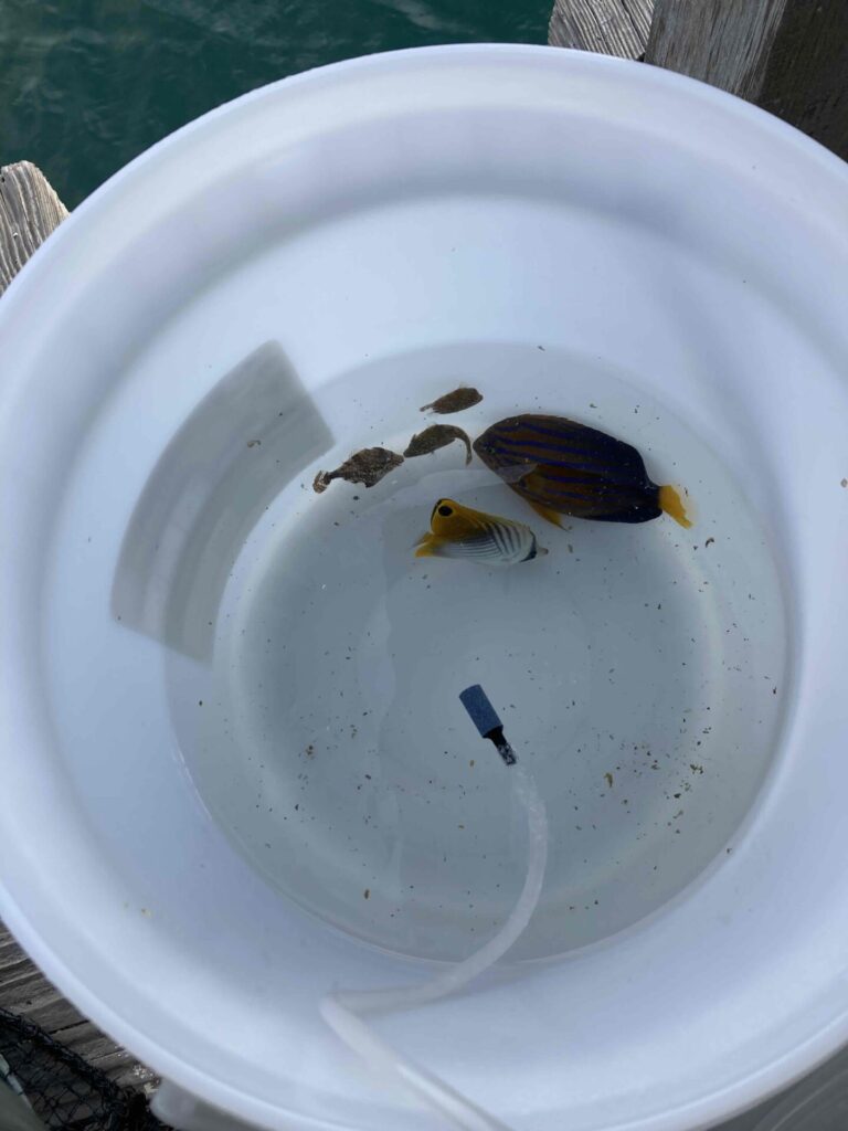 バケツトリートメント