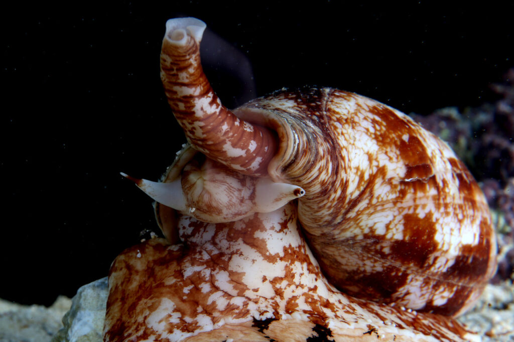 アンボイナガイ