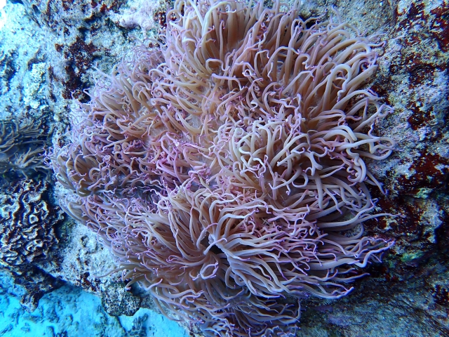 シライトイソギンチャク(本物)