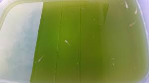 アオコ(グリーンウォーター)