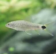 シルバーフォックス