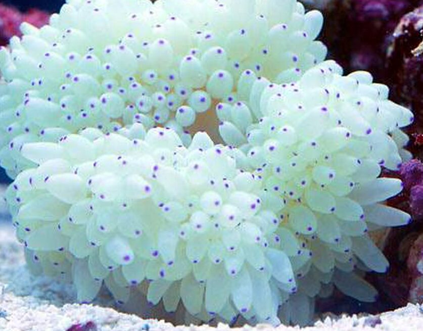 シライトイソギンチャク