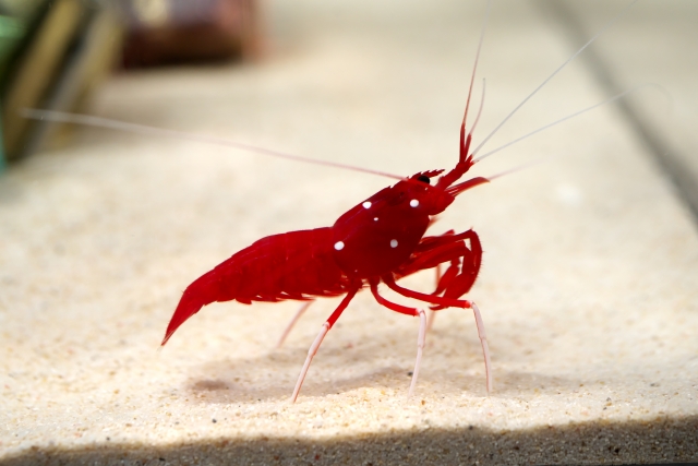 ホワイトソックス