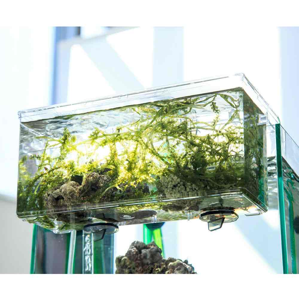 リフジウムサテライト