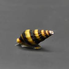 スネールキラースネール