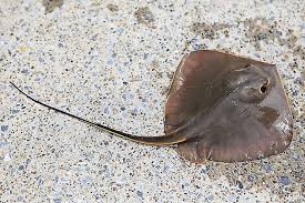 エイ（アカエイ）