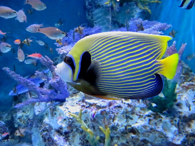 タテジマキンチャクダイ