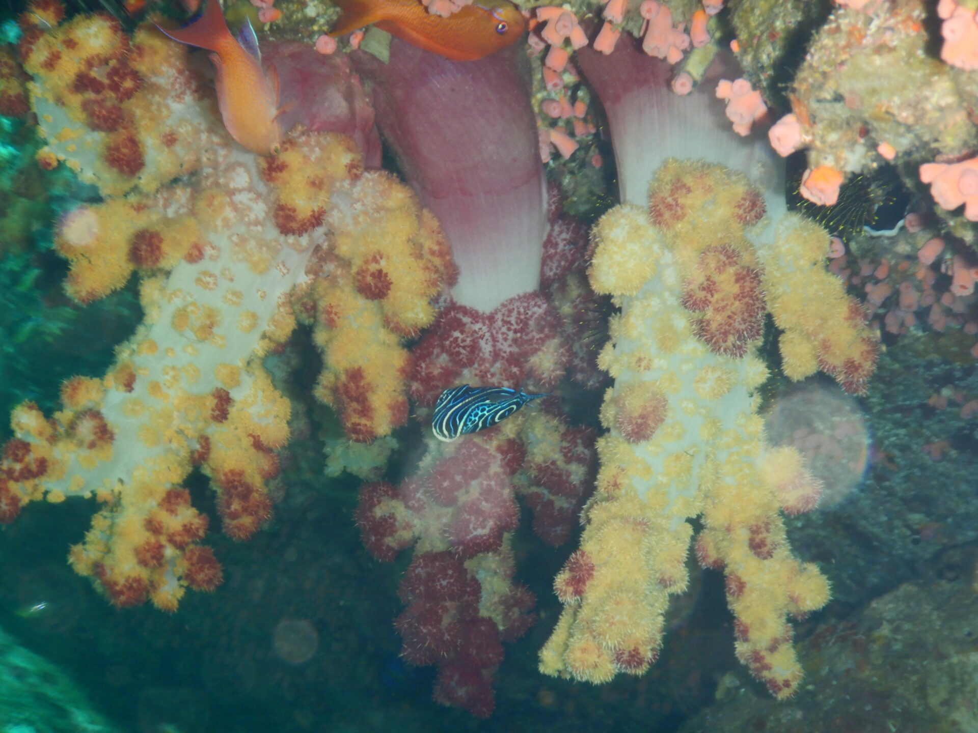 サンゴとヤッコ～ヤッコ3属