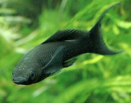 ブラックモーリー