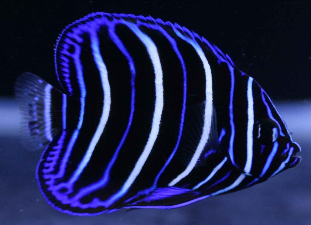 イヤースポットエンゼル幼魚