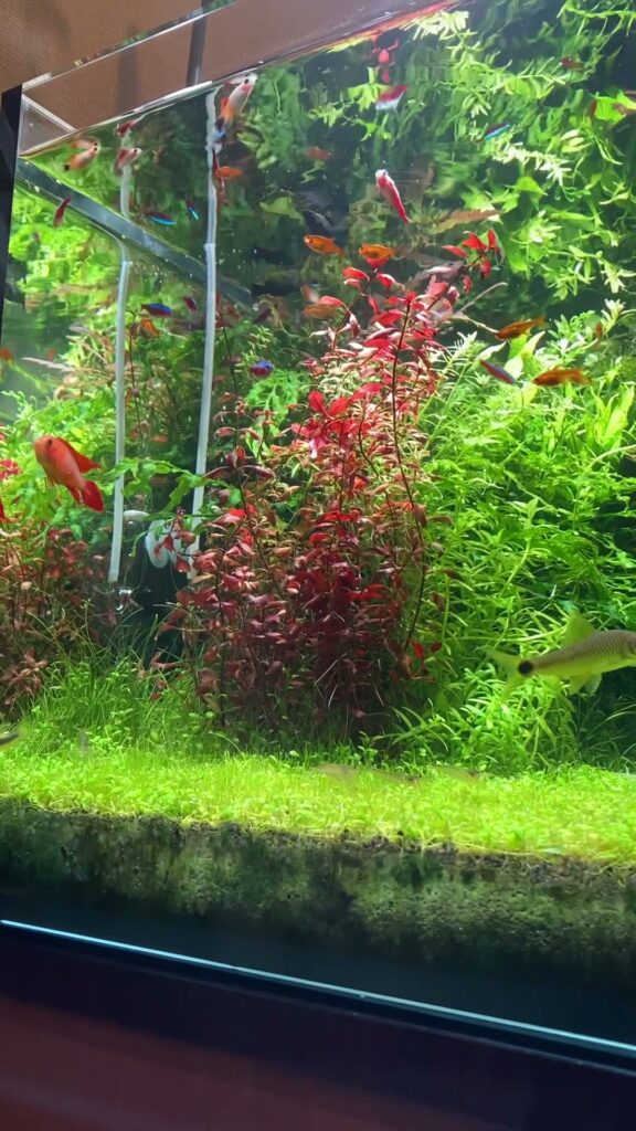 水草水槽のCO₂添加