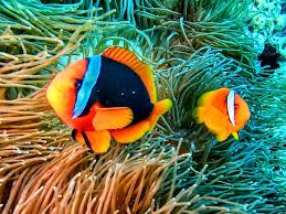 クマノミ判別の覚え言葉