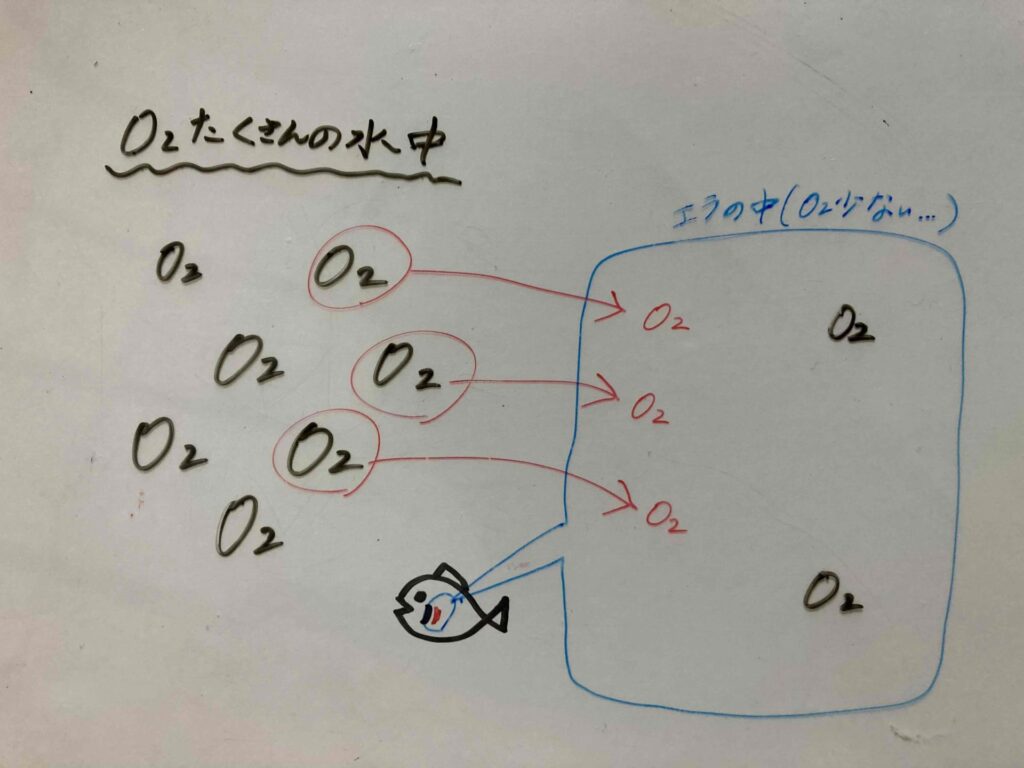 酸素がエラに移動する
