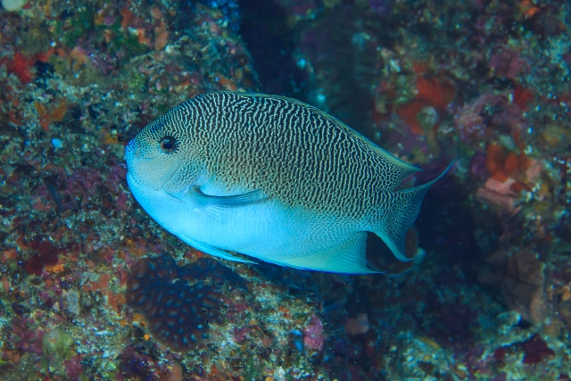 ミズタマヤッコ雌