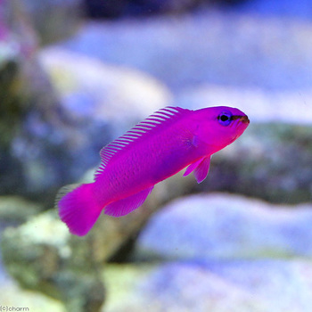 オーキッドドティバック