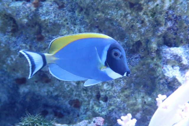 パウダーブルータン