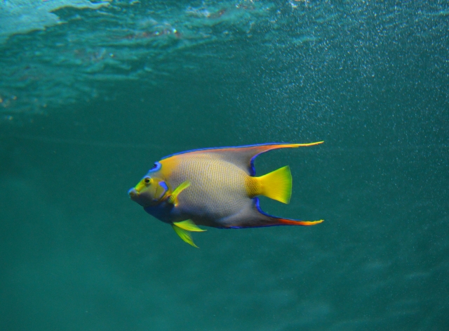 クイーンエンゼル