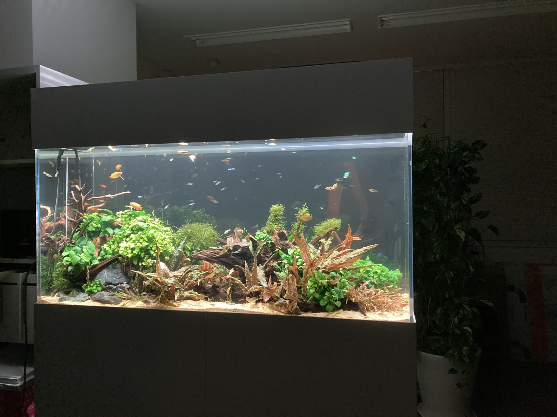 水草水槽イメージ