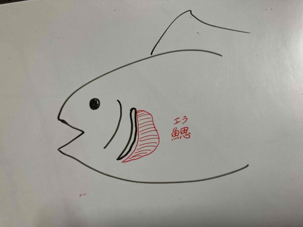魚のエラ