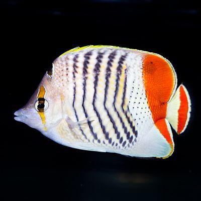 レッドバックバタフライ