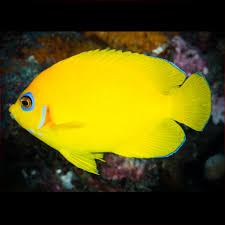 レモンピールエンゼル