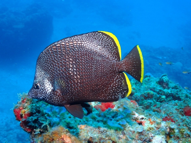 日本固有種の魚４選！