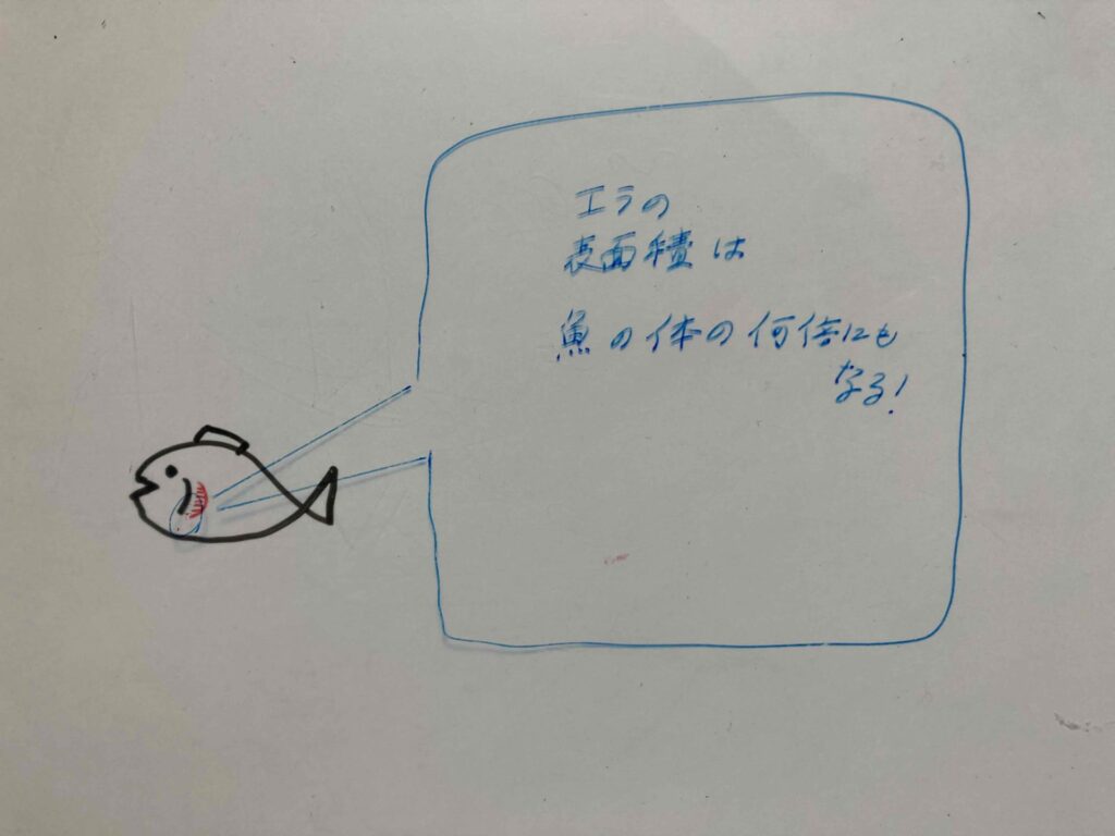 鰓の表面積
