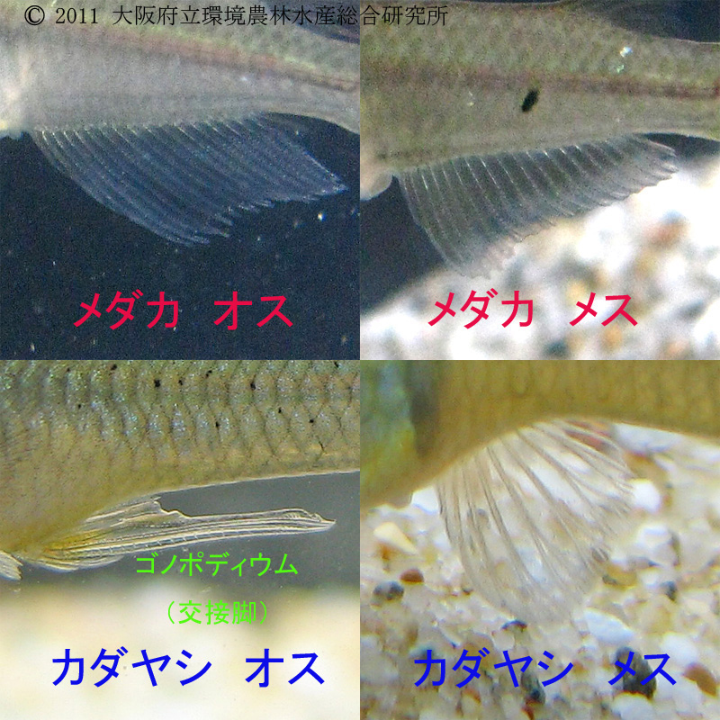 カダヤシとメダカの見分け方2