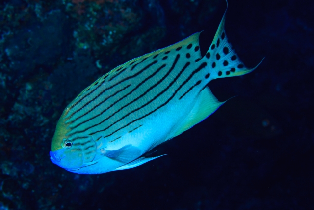 ミズタマヤッコ雄