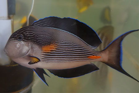 ソハールサージョンフィッシュ