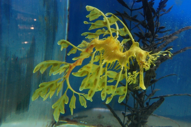 リーフィーシードラゴン