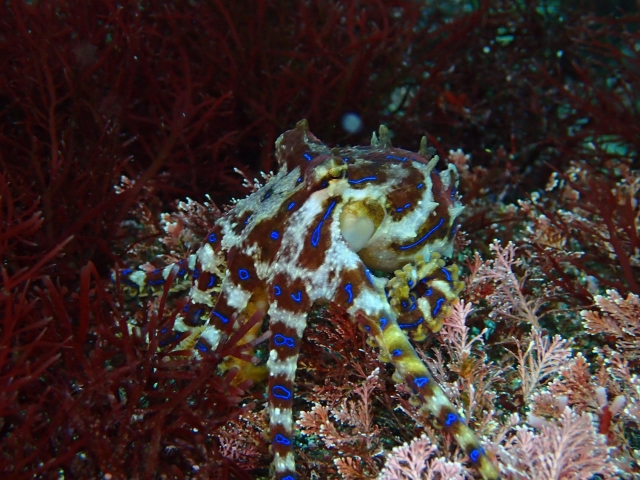 ヒョウモンダコ