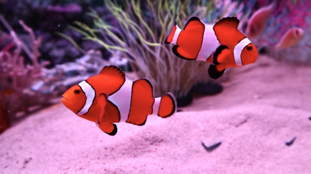 カクレクマノミ