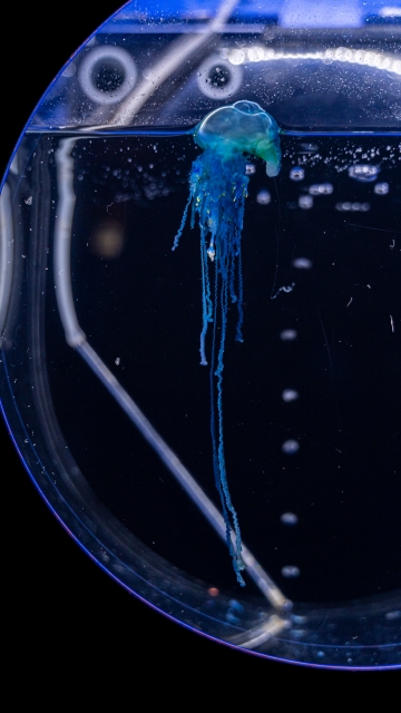 カツオノエボシ