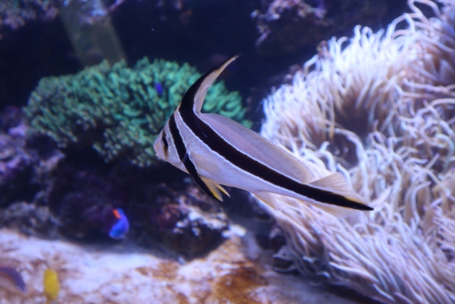 ジャックナイフフィッシュ