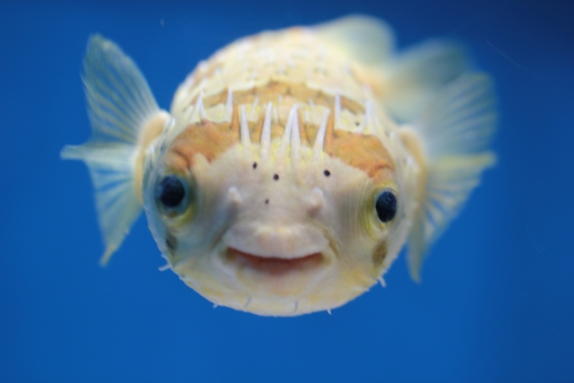 ハリセンボン正面