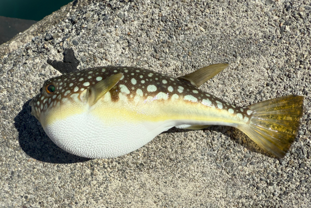日本一有名な毒?!～フグ毒(テトロドトキシン)～