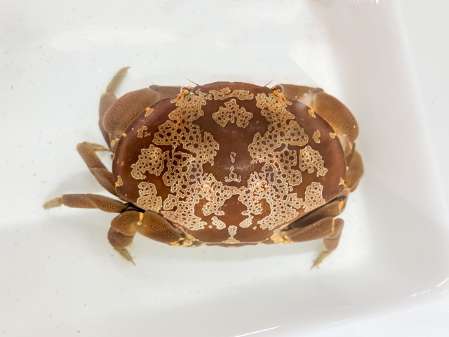 スベスベマンジュウガニ