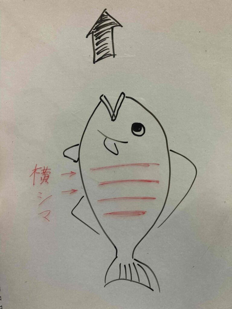 魚の横縞