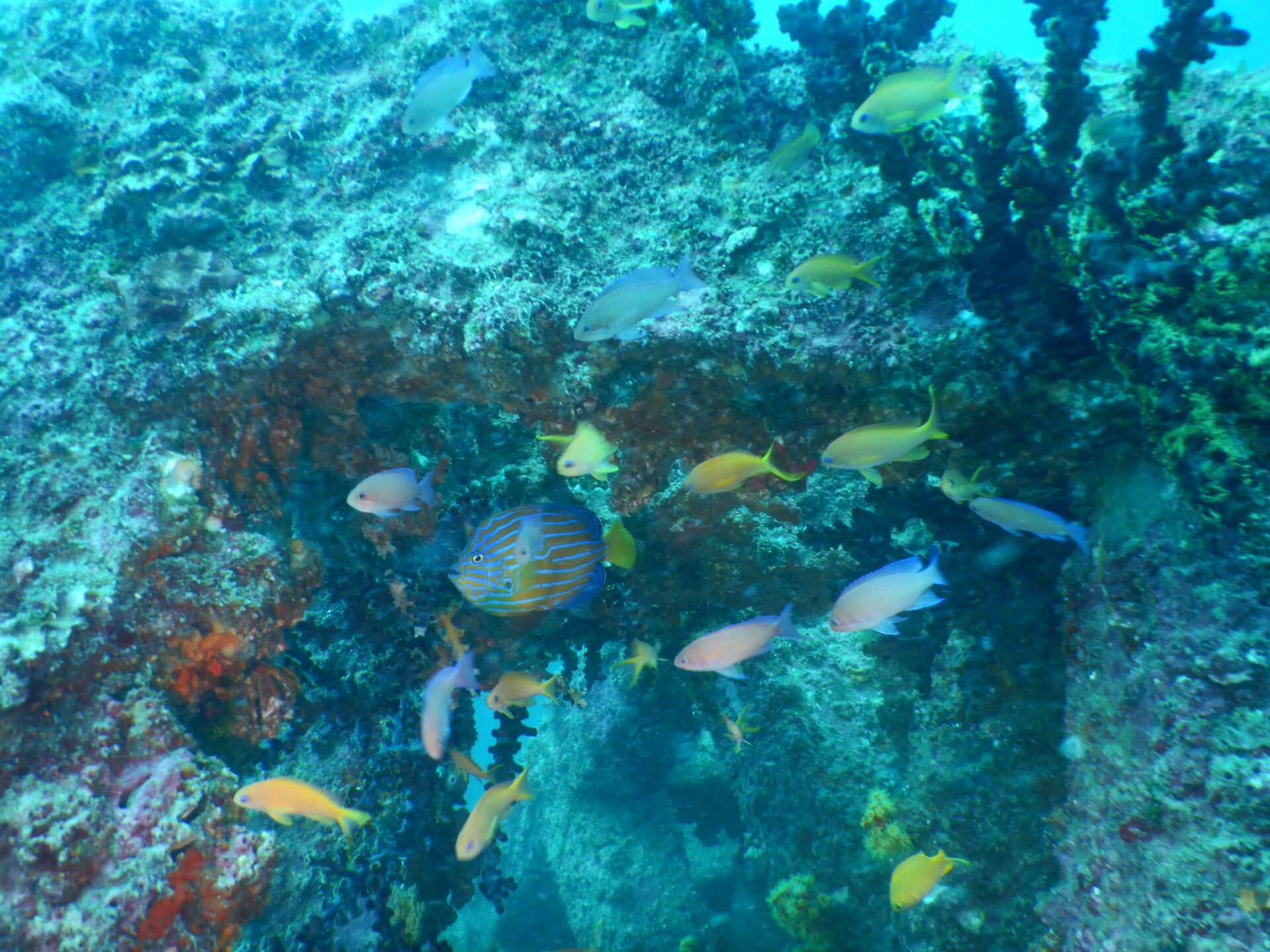 海水魚飼育の醍醐味！神秘の目撃者になれる！